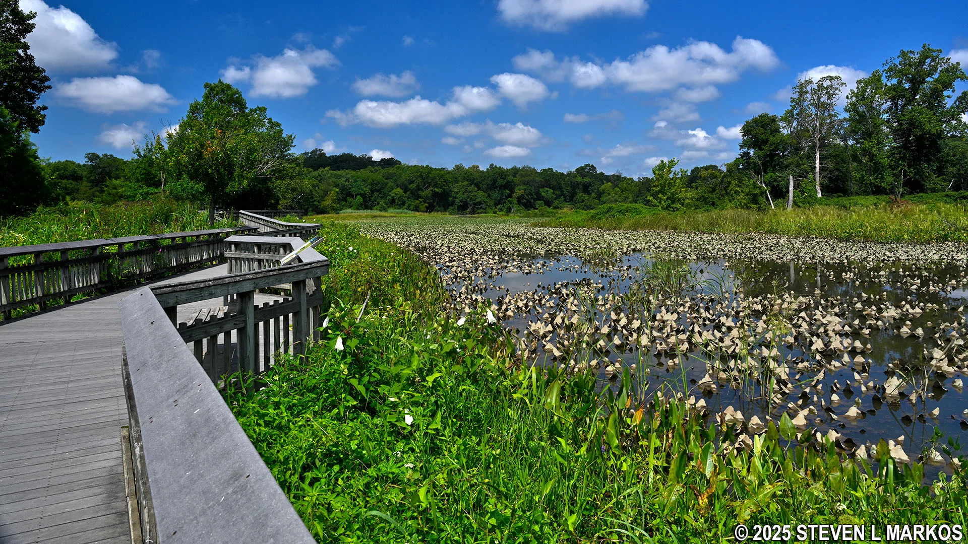 Ward Museum of Wildfowl Art